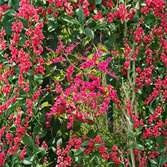 Mexican Creeper – Antigonon leptopus Live Starter Plants | 2 Plants | 4–6 Inches Tall | Fast Growing Tropical Vine | Ships Without Pot