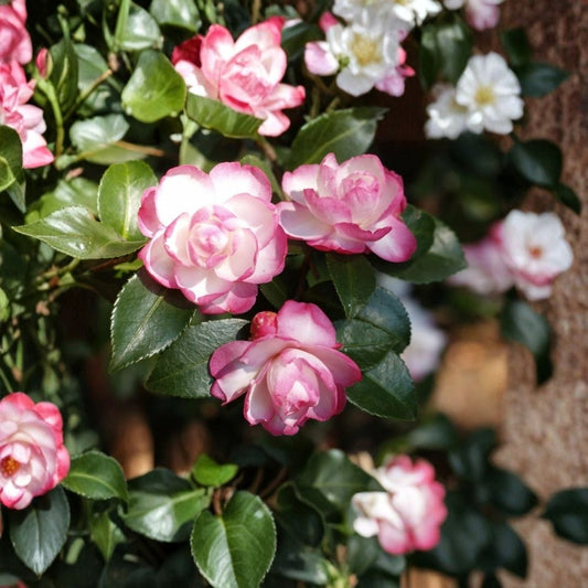 Camellia Japonica ‘Leslie Ann’ Live Plant – Unique Bloom | 3 Inch Pot | Well-Rooted Starter Plant | Shade Garden Shrub | Hardy Outdoor Camellia