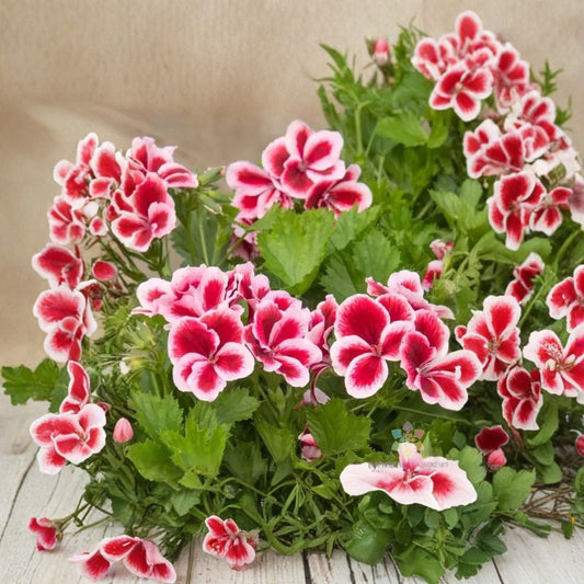 Martha Washington Geranium Seeds – Regal Pelargonium | 25+ Seeds Included | Large Fancy Blooms | Patio & Container Flowers | Easy to Grow