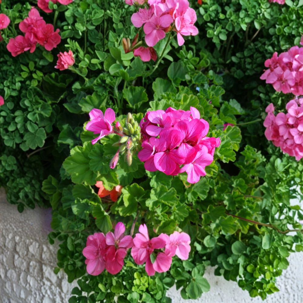 Pink Geranium – Fresh Cuttings | Set of 13 | 6 Inches Long | Fragrant Flowering Pelargonium | Easy to Grow