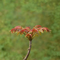 Toona sinensis Fragrant Spring Tree – 香椿 Live Plant | Includes 1 Gallon Nursery Pot Edible Chinese Toon Tree | Aromatic Leaf Harvest Tree | チャンチン