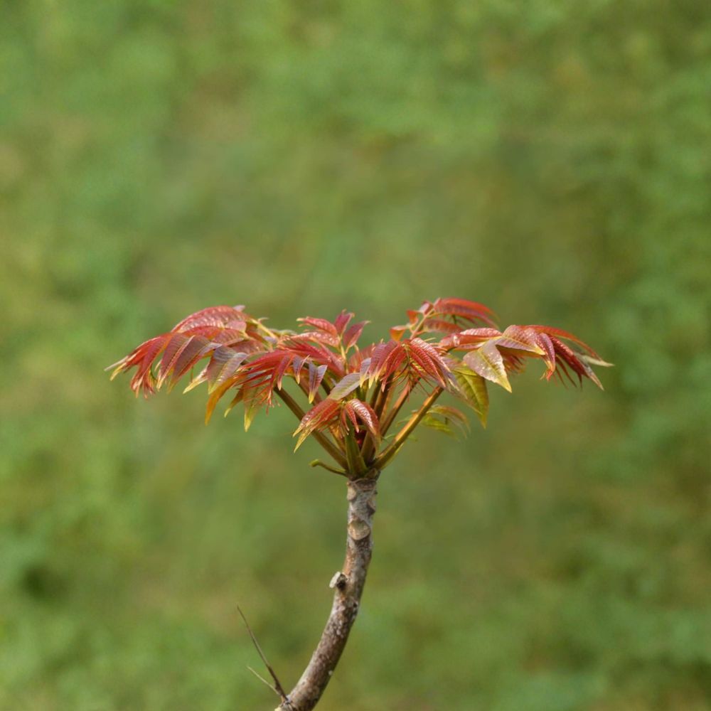 Toona sinensis Fragrant Spring Tree – 香椿 Live Plant | Includes 1 Gallon Nursery Pot Edible Chinese Toon Tree | Aromatic Leaf Harvest Tree | チャンチン