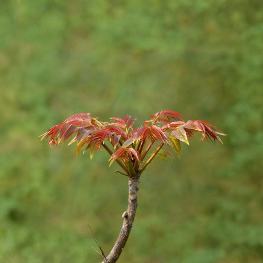 Toona sinensis Fragrant Spring Tree – 香椿 Live Plant | Includes 1 Gallon Nursery Pot Edible Chinese Toon Tree | Aromatic Leaf Harvest Tree | チャンチン