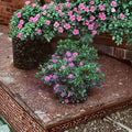 Rhododendron ‘Daphnoides’ Live Evergreen Shrub | Purple Blooming Rhododendron | Cold Hardy Landscape Plant | #2 Container Grown