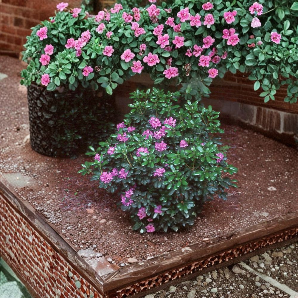 Rhododendron ‘Daphnoides’ Live Evergreen Shrub | Purple Blooming Rhododendron | Cold Hardy Landscape Plant | #2 Container Grown