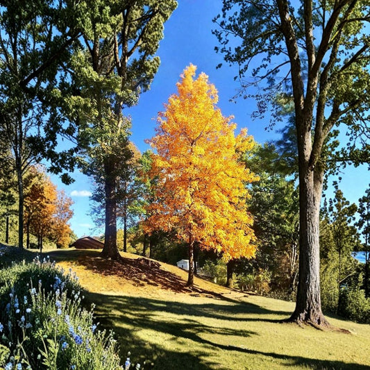 Pignut Hickory Tree – Carya glabra Live Starter Tree | 12–24 Inches Tall | Bare Root Native Shade Tree | Wildlife Friendly