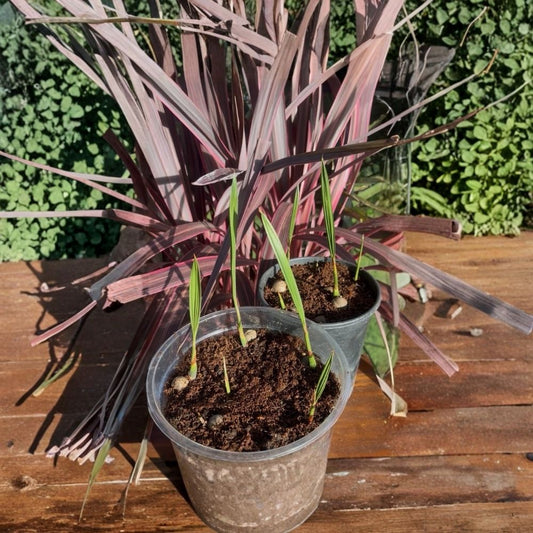 Jubaea Chilensis Live Palm Seedling – Chilean Wine Palm | Cold Hardy Rare Palm | Snow & Ice Tolerant | Coquito Palm | USDA Zones 8b–11