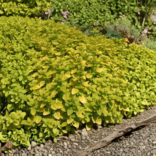 Golden Tip Marjoram – Origanum majorana Live Plug Plant | Variegated Culinary Herb | Aromatic Perennial | Ready to Plant