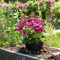 100 Geranium Seeds – Colorful Flower Seeds for Patio Containers & Outdoor Gardens | Easy to Grow Ornamental Blooms | Flower Bed & Window Box Plants