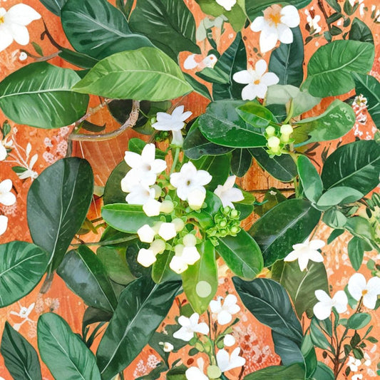 Madagascar Jasmine Seeds – Stephanotis floribunda | 50 Fresh Seeds | Wedding Plant Fragrant Climbing Vine | Exotic Indoor Plant