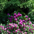 Rhododendron ‘Colonel Coen’ Live Evergreen Shrub | Purple Blooms with Dark Purple Blotch | Hardy Landscape Rhododendron | Field Grown 18–21 Inches Wide