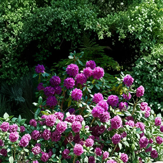 Rhododendron ‘Colonel Coen’ Live Evergreen Shrub | Purple Blooms with Dark Purple Blotch | Hardy Landscape Rhododendron | Field Grown 18–21 Inches Wide