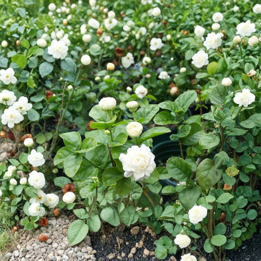 Grand Duke of Tuscany Jasmine – Jasminum sambac Live Rooted Starter Plant | Includes Nursery Pot | Fragrant Double Blooms | Tropical Flowering Plant | Easy to Grow