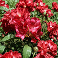 Rhododendron ‘Kluis Sensation’ – Evergreen Rhododendron | Ruffled Red Blooms | 15–18 Inch Field Grown Plant | Cold Hardy Shrub