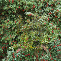 Christmas Carol American Holly – Live Female Evergreen Holly | Quart Pot Plant | Ilex opaca With Red Winter Berries | Hardy Landscape Tree