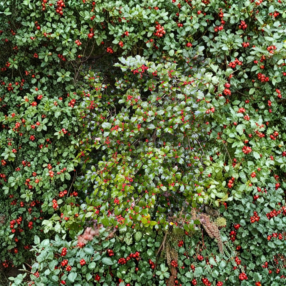 Christmas Carol American Holly – Live Female Evergreen Holly | Quart Pot Plant | Ilex opaca With Red Winter Berries | Hardy Landscape Tree