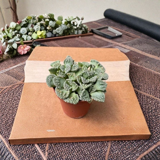 Concrete Leaf Succulent Live Plant – 4 Inch | Rare Indoor Succulent | Unique Fleshy Foliage | Low Maintenance Plant | PlantsZen