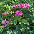 Lavender Pink Scented Geranium Cuttings – Pelargonium | 4 Live 6 Inch Cuttings | Pepper Fragrant Plant | Rare Flowering Herb | Easy to Root