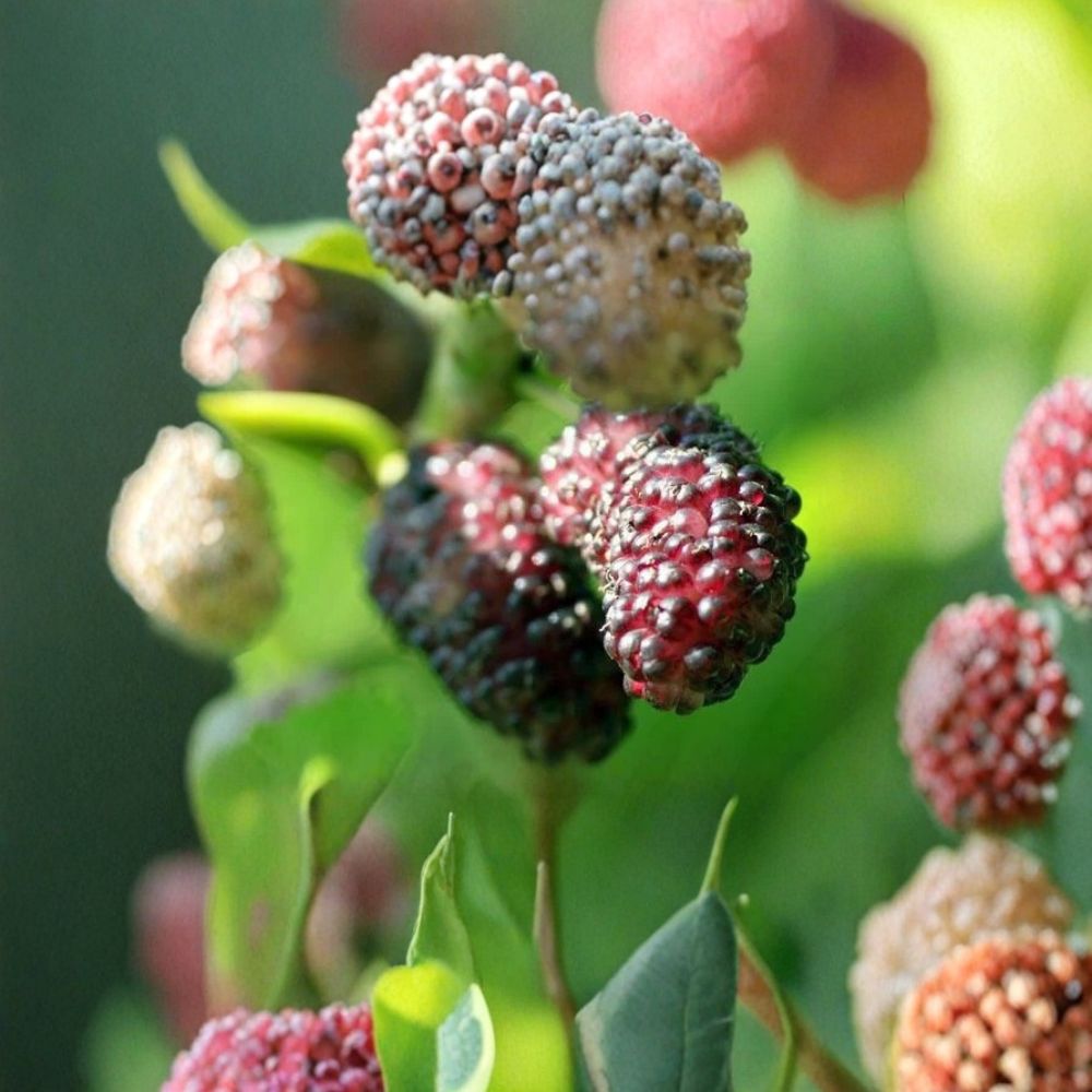 Dwarf Everbearing Mulberry Tree | Morus nigra Live Plant | 6–7 Inches Tall | Includes Nursery Cup | Edible Fruit Tree | Patio & Backyard Friendly | Easy to Grow