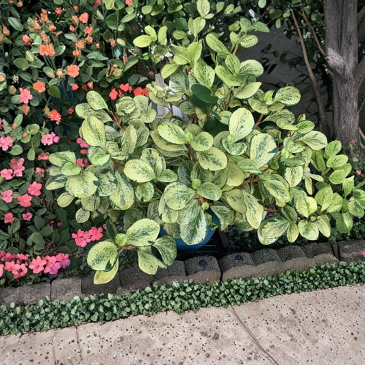 Variegated Marble Peperomia – Fresh Cuttings | Set of 3 | 6–7 Inches Long | Semi-Succulent Houseplant | Easy to Grow