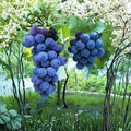 6 Japanese Kyoho Grape Cuttings – Vitis vinifera Live Propagation Cuttings | Giant Sweet Table Grape Variety | 巨峰葡萄插条 교호포도 | US Seller