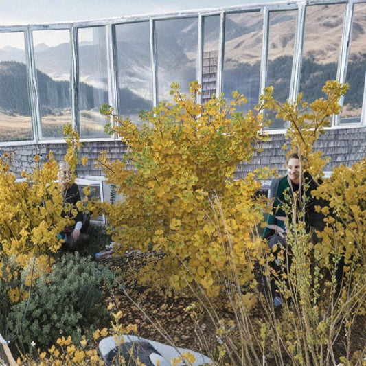 Ginkgo biloba ‘Spring Grove’ – Dwarf Upright Ginkgo Tree | Golden Fall Color | #1 Container Plant