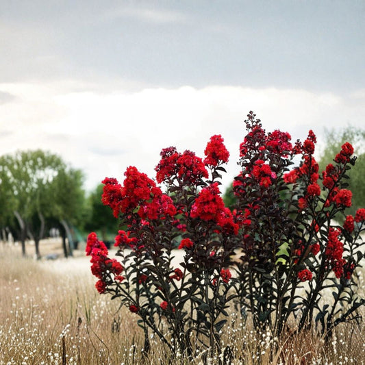 Ruby Thunderstruck Crape Myrtle – Lagerstroemia Live Rooted Starter Plant | Shipped in Pot | Vibrant Red Flowering Shrub | Easy to Grow