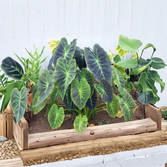 Illustris Colocasia Live Plant – Elephant Ear Taro | 3–5 Inch Starter | Grown in 4 Inch Pot | Tropical Ornamental Foliage | No Pot Shipped | Patio & Garden Friendly