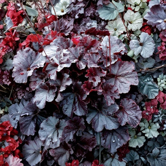 Heuchera ‘Black Night’ Live Plant – 4–6 Inch Starter | Dark Purple Nearly Black Foliage | Shade Perennial | No Pot | Ornamental Garden Plant