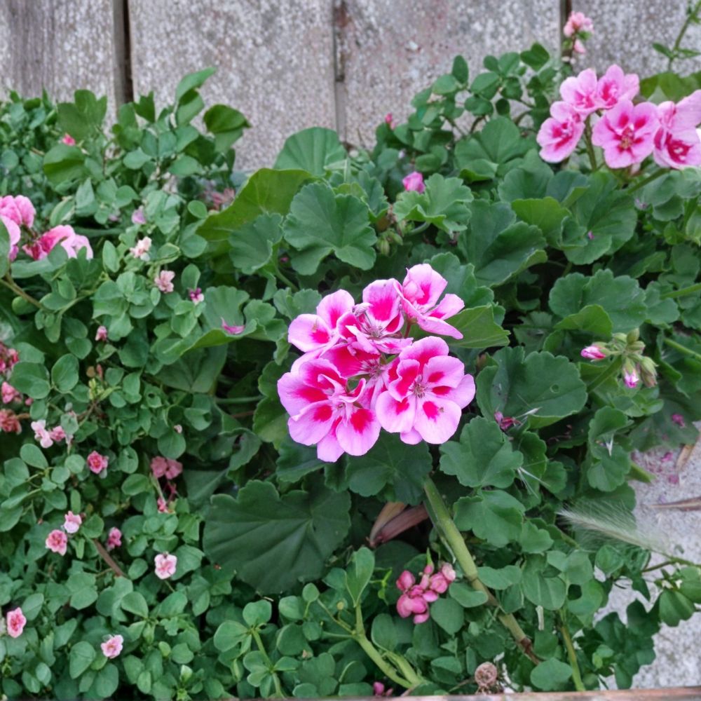 Light Pink & Pink Geranium Cuttings – 2 Live Cuttings | 6 Inches Long | Fragrant Patriot Pelargonium | Easy to Root Flowering Plant
