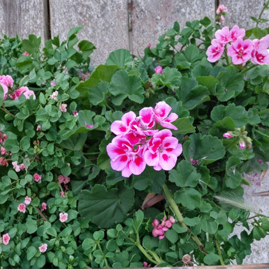 Light Pink & Pink Geranium Cuttings – 2 Live Cuttings | 6 Inches Long | Fragrant Patriot Pelargonium | Easy to Root Flowering Plant