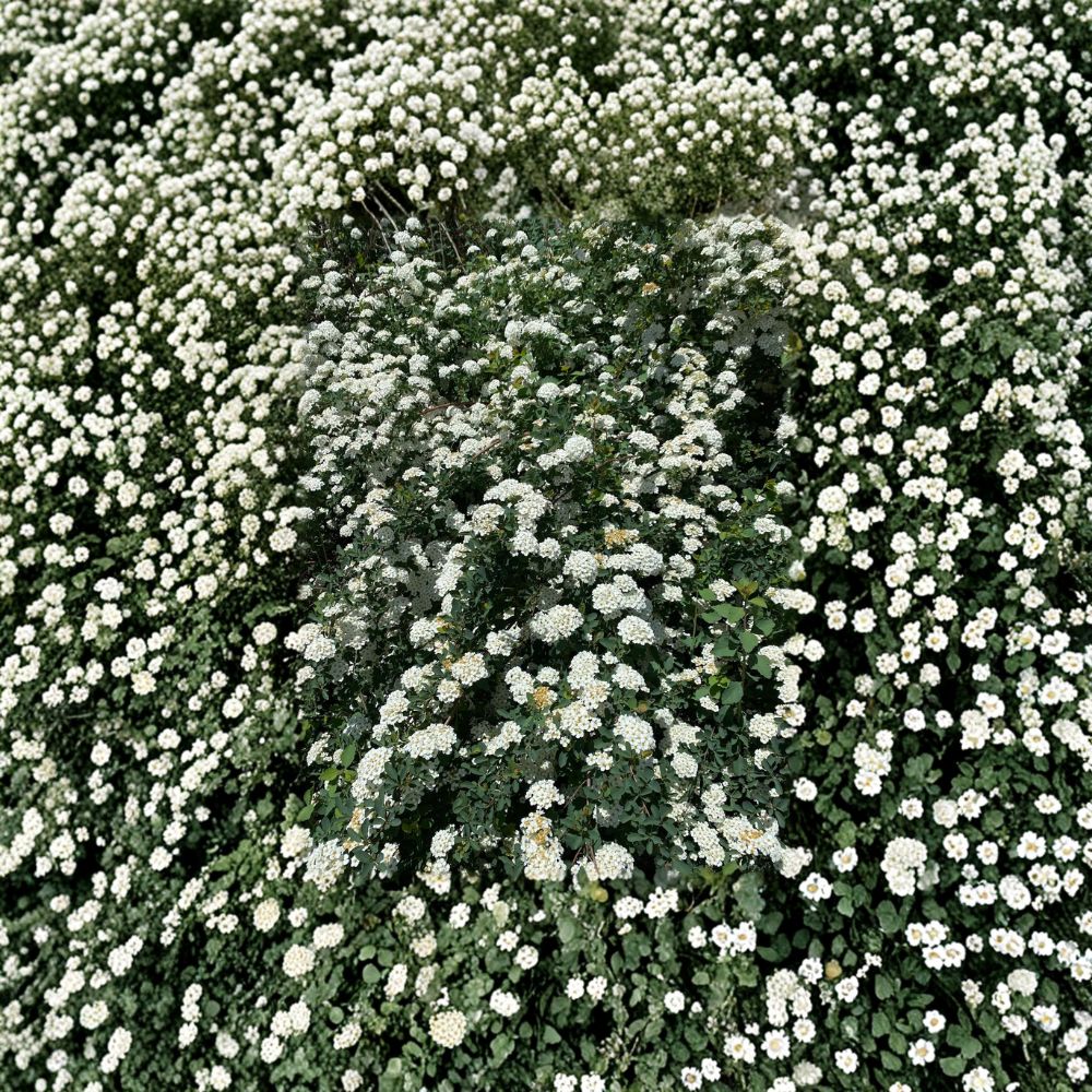 Renaissance Bridal Wreath Spirea – Live Flowering Shrub | 4 Inch Pot Plant | White Spring Bloom Spirea | Hardy Landscape Shrub