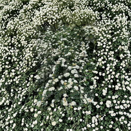 Renaissance Bridal Wreath Spirea – Live Flowering Shrub | 4 Inch Pot Plant | White Spring Bloom Spirea | Hardy Landscape Shrub
