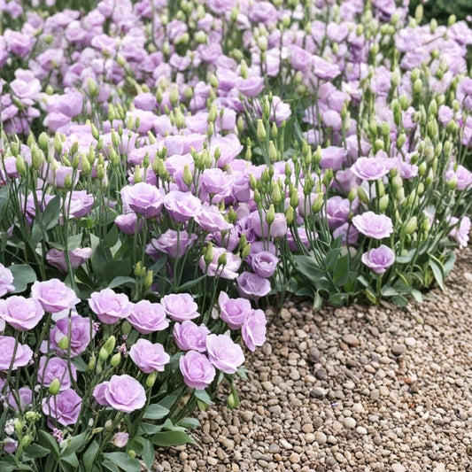 Lisianthus ‘Rosita Lavender III’ – Live Plant Plug | 1–3 Inches Tall | Lavender Ruffled Blooms | Cut Flower Plant | Well-Rooted Starter | Garden & Container Flower