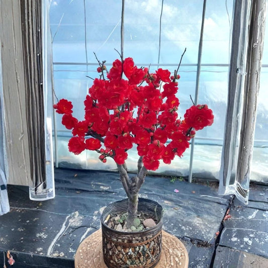 Japanese Flowering Quince ‘Red Rose Promise’ Live Plant – 2 Gallon | Chaenomeles Bonsai | Rose-Like Blooms | Ornamental Flowering Shrub