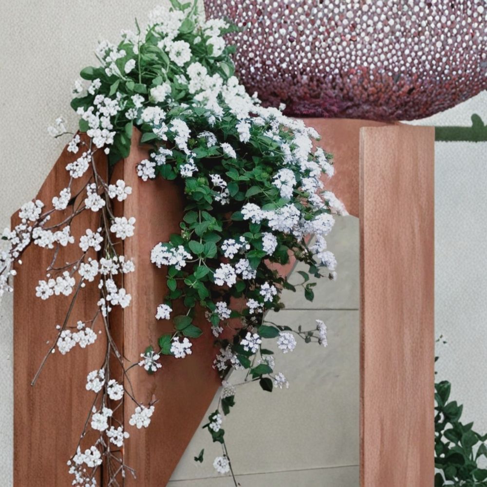 Trailing White Lantana – Lantana camara Live Starter Plants | 2 Plants | 4–6 Inches Tall | Fast Growing Ground Cover | Ships Without Pot