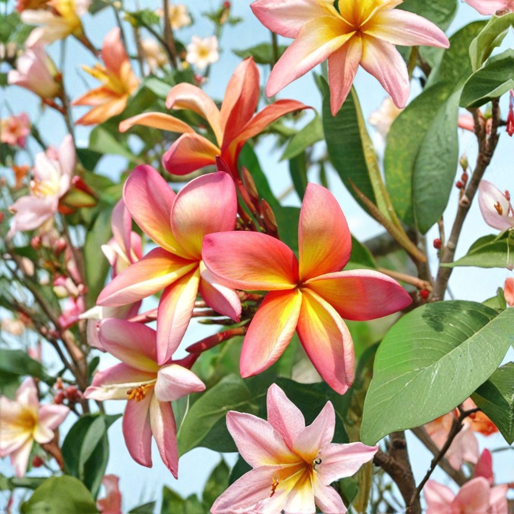 Plumeria Seeds – Pink & Orange Frangipani | 5 Fresh Seeds | Tropical Flowering Tree | Fragrant Lei Flower