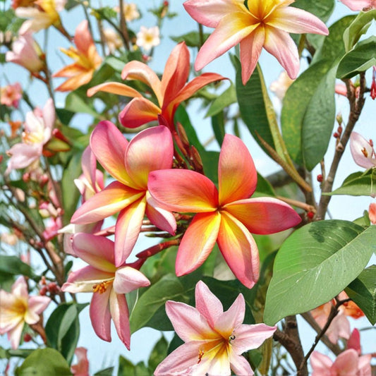 Plumeria Seeds – Pink & Orange Frangipani | 5 Fresh Seeds | Tropical Flowering Tree | Fragrant Lei Flower