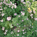 Attar of Roses Geranium Cuttings – Pelargonium capitatum | 4 Live 6 Inch Cuttings | Scented Rose Geranium | Fragrant Herb Plant | Easy to Root