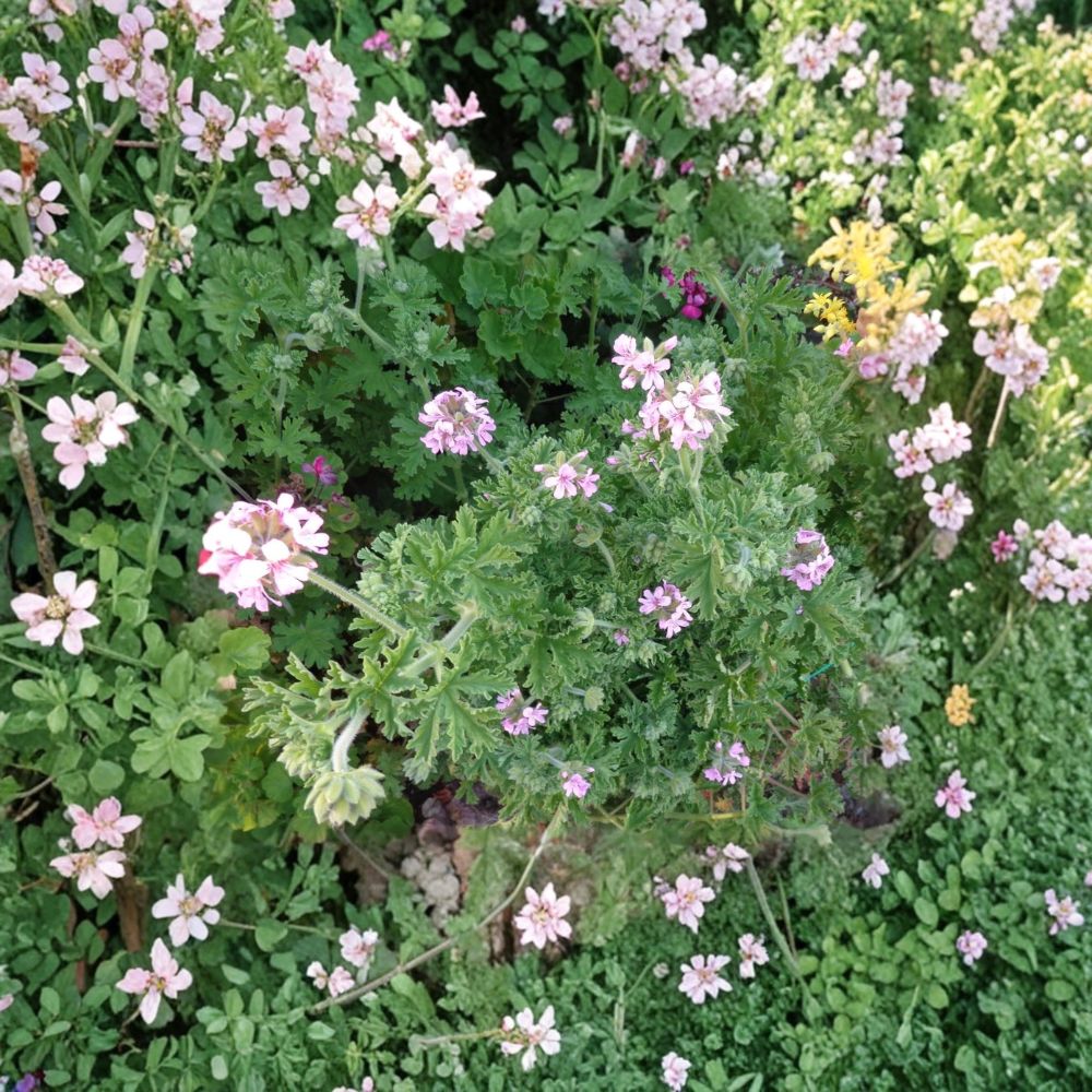Attar of Roses Geranium Cuttings – Pelargonium capitatum | 4 Live 6 Inch Cuttings | Scented Rose Geranium | Fragrant Herb Plant | Easy to Root