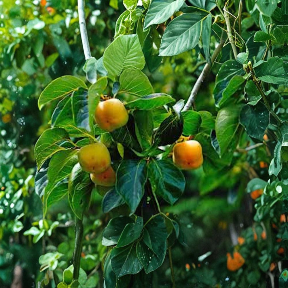5 American Persimmon Trees | Diospyros virginiana Bare Root | 12–24 Inches Tall | Native Fruit Tree | Wildlife Friendly