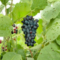 5 Joy Seedless Table Grape Cuttings – Vitis vinifera Live Propagation Cuttings | Sweet Seedless Grape Variety | Easy Home Growing | US Seller