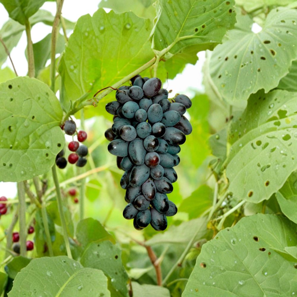 5 Joy Seedless Table Grape Cuttings – Vitis vinifera Live Propagation Cuttings | Sweet Seedless Grape Variety | Easy Home Growing | US Seller