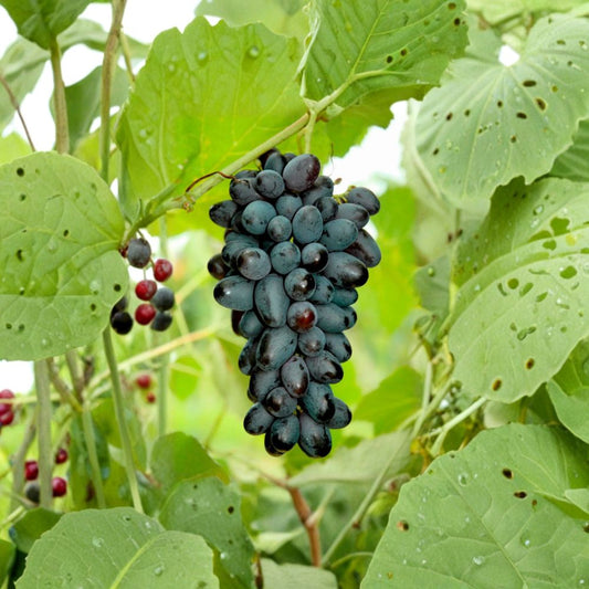 5 Joy Seedless Table Grape Cuttings – Vitis vinifera Live Propagation Cuttings | Sweet Seedless Grape Variety | Easy Home Growing | US Seller