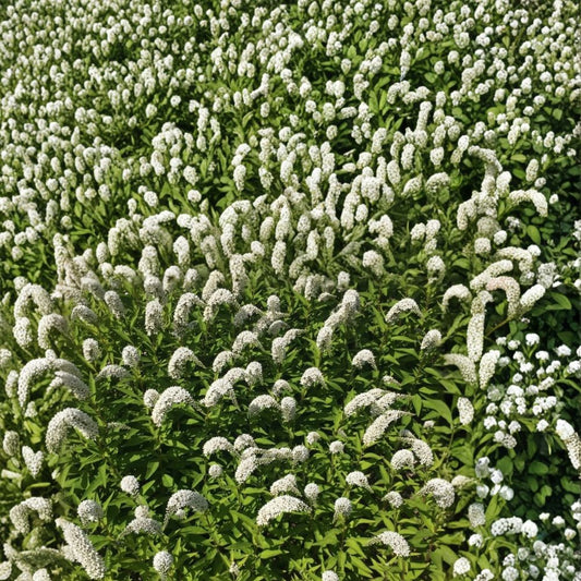 Gooseneck Loosestrife – Lysimachia clethroides Live Bare Root Plants | Set of 10 | Hardy Perennial | Pollinator Garden Favorite