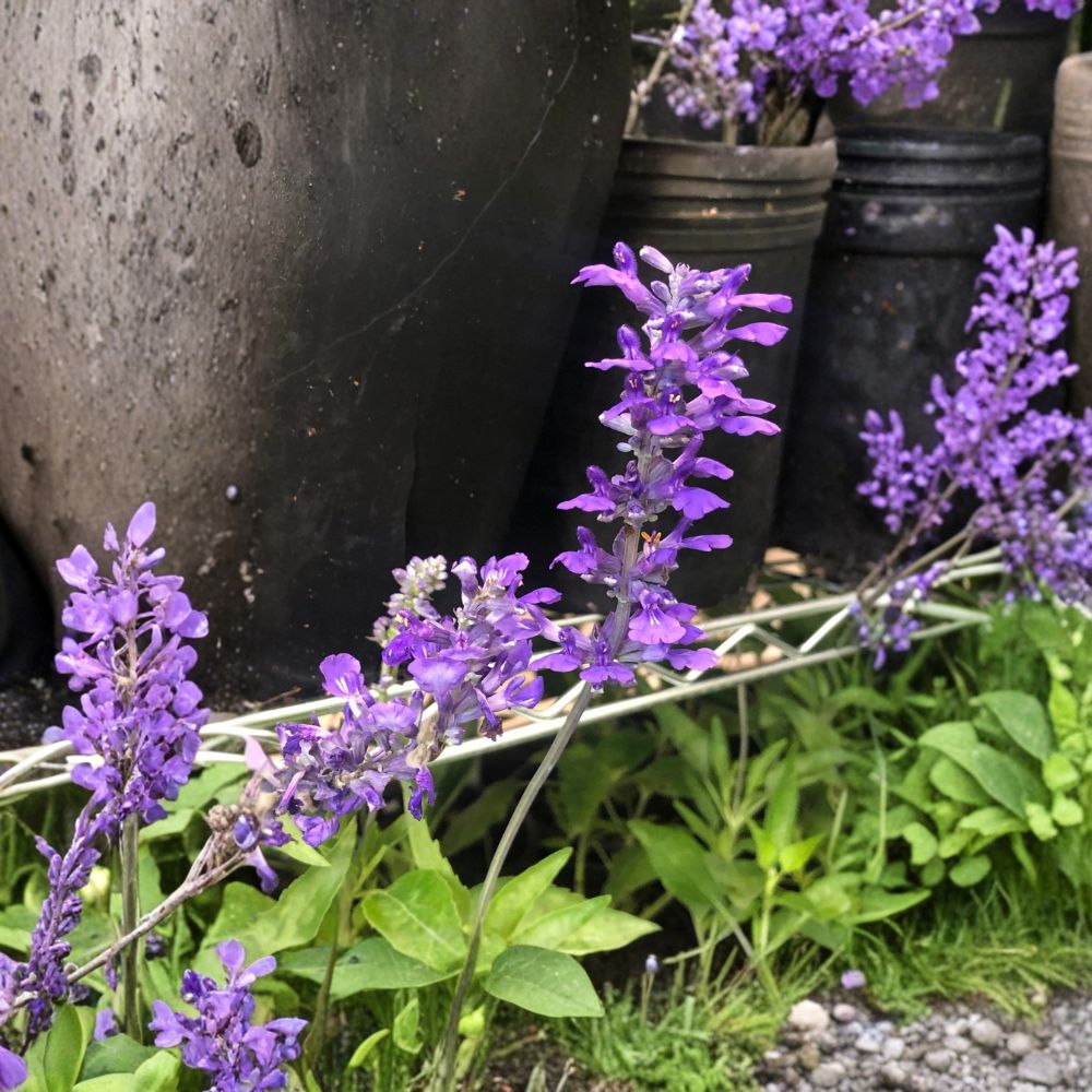 Henry Duelberg Salvia – Salvia farinacea Live Plant | 1 Gallon Nursery Pot | Fully Rooted Pollinator Perennial | Drought Tolerant