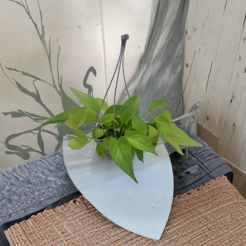 Neon Pothos – Epipremnum aureum Live Rooted Plant | 6-Inch Hanging Basket | Easy Care Houseplant | Air Purifying | Indoor Vine