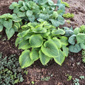 Twin Cities Hosta – Live Bare Root Giant Hosta | 3 Inch Starter Plant | Blue Green Gold Variegated Shade Perennial