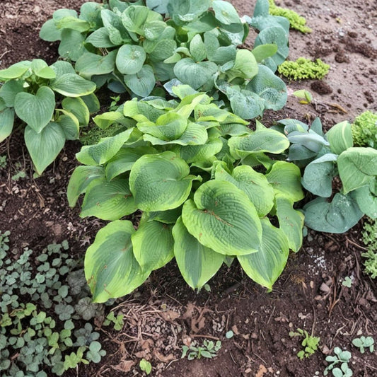Twin Cities Hosta – Live Bare Root Giant Hosta | 3 Inch Starter Plant | Blue Green Gold Variegated Shade Perennial
