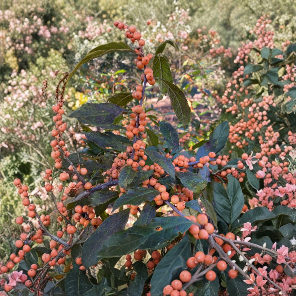 Winter Gold Winterberry Holly – Live Female Shrub | 1 Gallon Pot Plant | Orange Berry Ilex verticillata | Hardy Native Landscape Holly